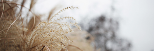 weeds-image